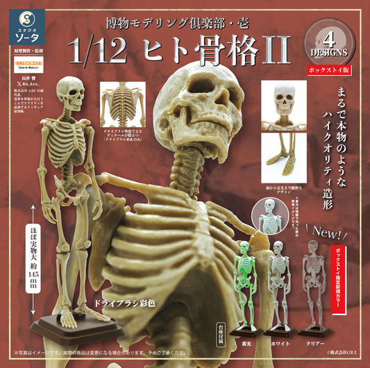 Hakubutsu Modeling Club 1 1/12 Human Skeleton II 4Pack BOX - Image 2