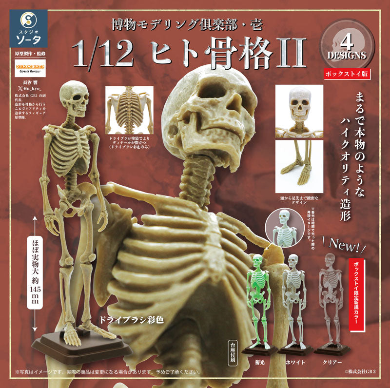 Hakubutsu Modeling Club 1 1/12 Human Skeleton II 4Pack BOX - Image 2