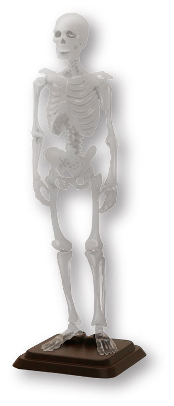 Hakubutsu Modeling Club 1 1/12 Human Skeleton II 4Pack BOX - Image 3
