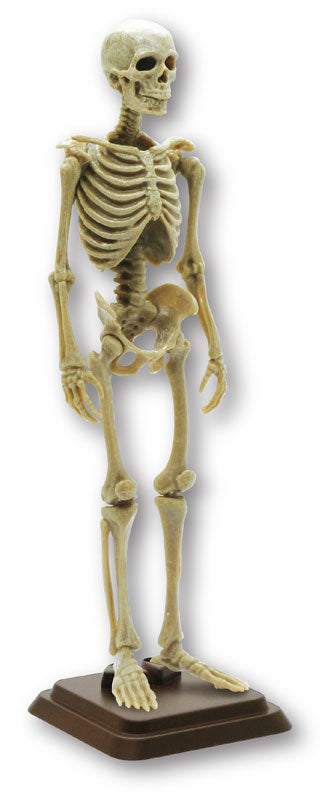 Hakubutsu Modeling Club 1 1/12 Human Skeleton II 4Pack BOX - Image 4