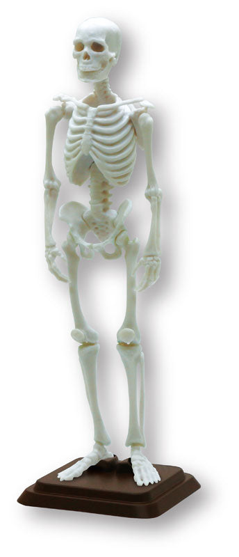 Hakubutsu Modeling Club 1 1/12 Human Skeleton II 4Pack BOX - Image 5